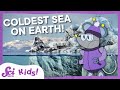 Antarctic Marine Life Adaptations