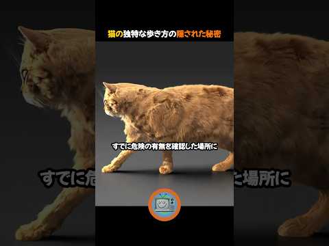 猫の独特な歩き方の隠された秘密
