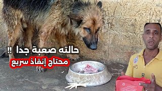 الحالة صعبة ومقربه #للموت. الكلب #حزين علي نفسه من كمية #المرض والحشرات اللي في جسمه. التدخل بسرعة 