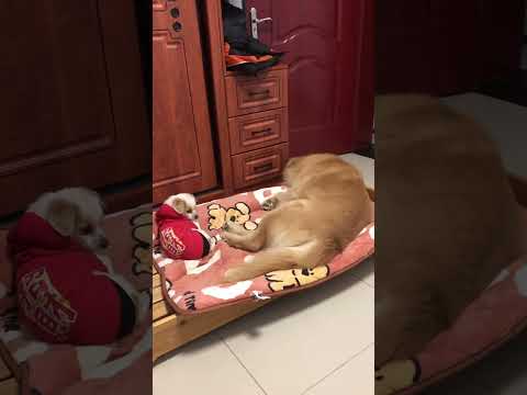 Big dog vs small dog