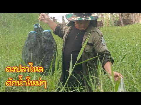 ดักปลาไหล "น้ำใหม่ๆ" ด้วยเหยื่อที่หาง่ายที่สุด