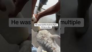 Bottle Feeding A Baby Buffalo #buffalo
