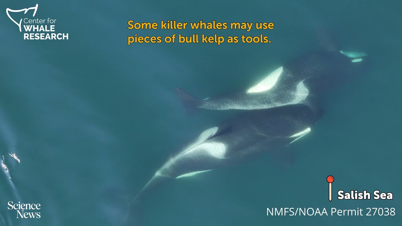 Watch killer whales use kelp as a possible grooming tool | Science News