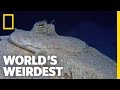 Flounder and Its Predators