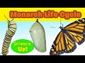 Monarch Butterfly Life Cycle Questions
