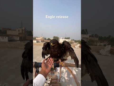 Eagle ko release kr diya | eagle | spotted eagle |#shorts #eagle