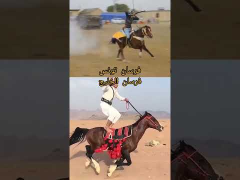#خيل #خيل_عربيه_اصيله #خيل_عربيه #فرس #فرسان #خيالة #حصان #حصان_عربي_اصيل  #horse #horseracing #مصر