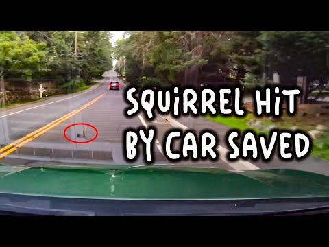 Squirrel hit by car - happy ending!