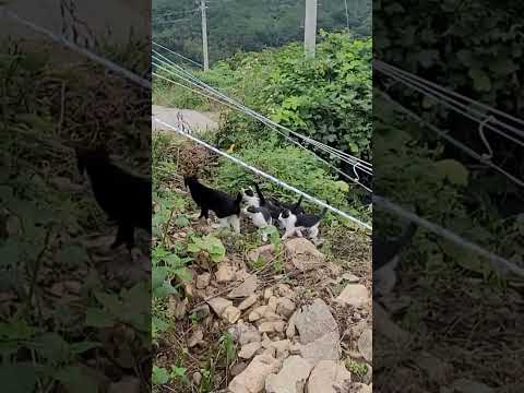 집을 지어 줬더니 새끼들까지 전부 대리고온 길고양이