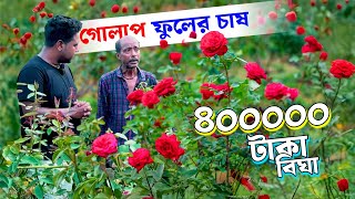 তাকে বাঁচিয়ে রেখেছে এই গোলাপ ফুল চাষ | 8 লাখ টাকা বিঘা Rose Farming | Golaper Chas