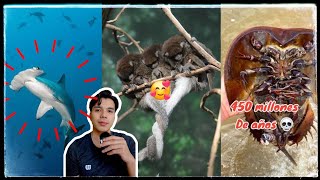 Cómo es que este animal de 450 millones de años sigue vivo?? Tiktok compilation Ismael Chee