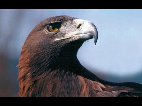 all Eagle العقاب ملك الطيور