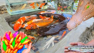 Catching colorful ornamental fish, koi fish, glofish, catfish, snakehead fish, turtles, iguanas