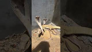Monitor Lizard vs Cobra Snake #shortvideo #youtubeshorts #trending