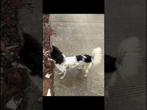 Help the mother dog and her puppies find a new home. #animalrescue #rescue #dogrescue