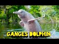 Ganges River Dolphin Conservation Facts