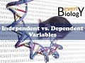 Understanding Variables in Experiments
