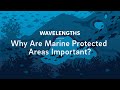 Cabo Pulmo Marine Protected Areas