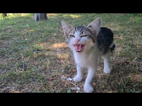 Very cute and naughty kittens.