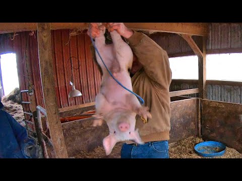 One Bad Day for the Piglets