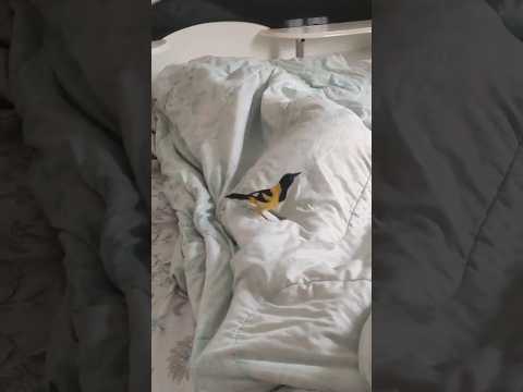 TÁ NA HORA DE ACORDAR ⏰🤣🤣🤣 #foryou #animais #fypシ゚viral #birds #pássaros