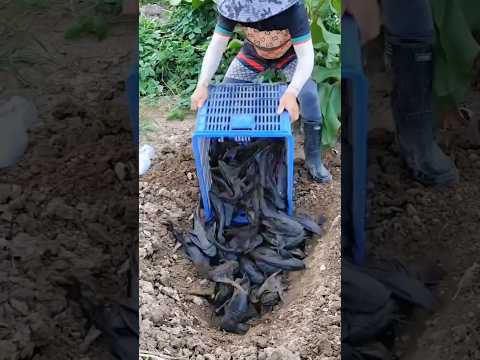 😱 মাছ গুলোকে মাটিতে পুঁতে দিচ্ছে কেনো/সাকার মাছ /Sucker Fish/ মাছের জুতো তৈরী/shoes making from fish