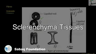 Sclerenchyma Tissues