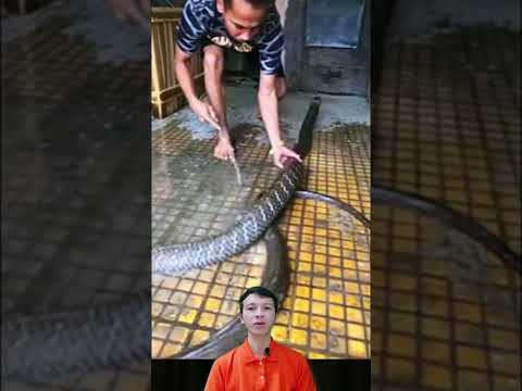 Tắm cho rắn hổ mang chúa như thú cưng #shorts #çorba