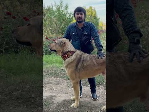 Шаман любимчик🙌