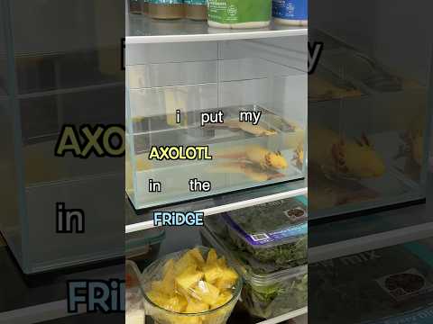 Why I put my Axolotl in the Fridge 🧊