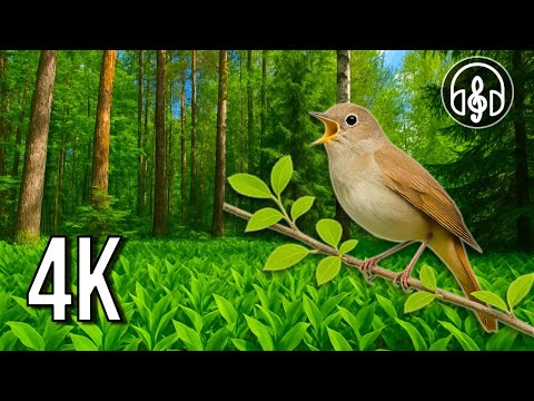 Birdsong and Forest Sounds in the Morning | Natural Nature Sounds in 4K
