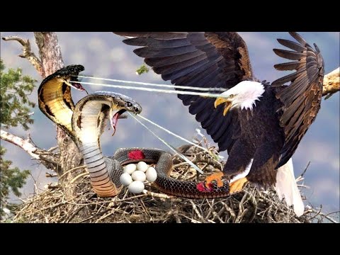 The Angry Eagle Stopped Its Sharp Talons To Tear Apart The Cobra For Stealing Its Eggs