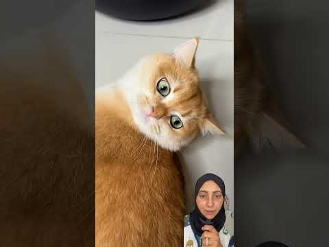 ‏القطة الشرقية ❤️￼