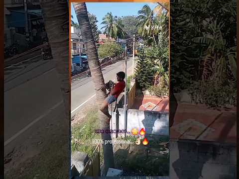 തെങ്ങ് ഇങ്ങനെയും മുറിക്കാം??#trending #malayalam #comedy #trendingshorts #malayalam #kerala
