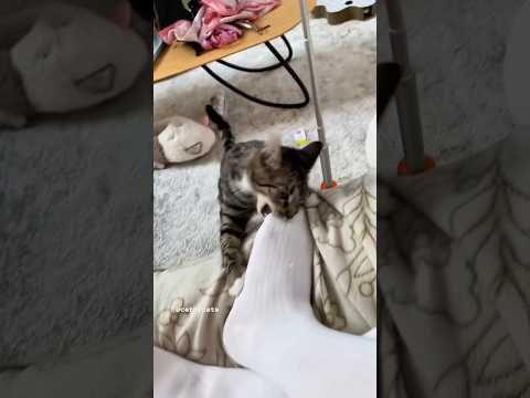 Super Cutes Cats attacks.. 😂😂 #funnycats #cats #cutecats