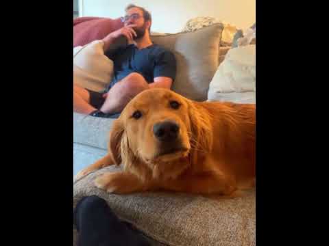 The golden retriever are so dramatic #dog #funnydog #dogs #funnyvideos #fyp
