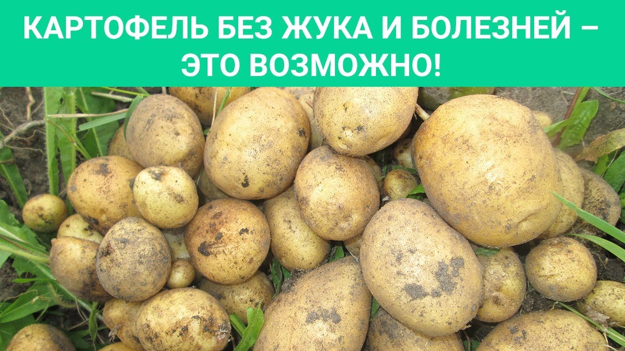 НИКТО УЖЕ НЕ ВЕРИТ, НО. Картофель без жука и болезней это возможно!