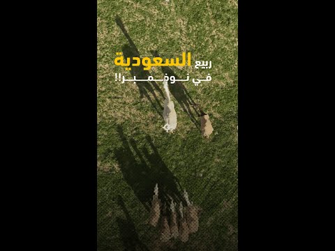 ربيع في السعودية في نوفمبر!!🌿🌳 ما الذي يحدث في المملكة ؟ 🤔