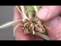 Caring for Spider Plants
