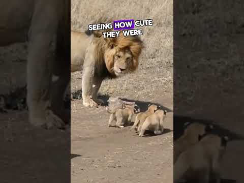Cute Cubs First Encounter with Dad!