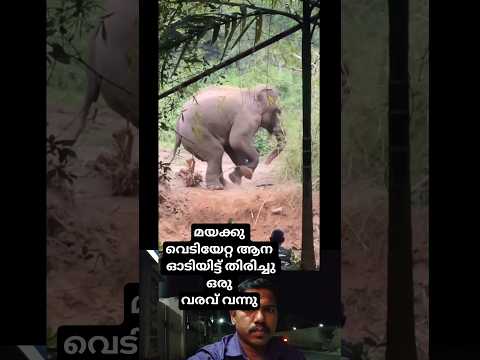 മയക്കു വെടിയേറ്റ ആന  ഓടിയിട്ട് തിരിച്ചു ഒരു വരവ് വന്നു