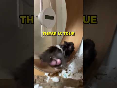 Why is this hamster running like a Nascar? 🐹🏎