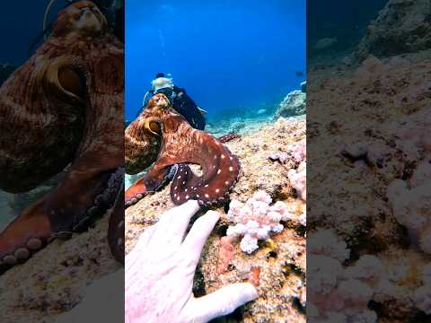 Octopus comes to say hi ? #viral #trending #octopus #marinelife #scubadiving @padi @natgeo #fisj