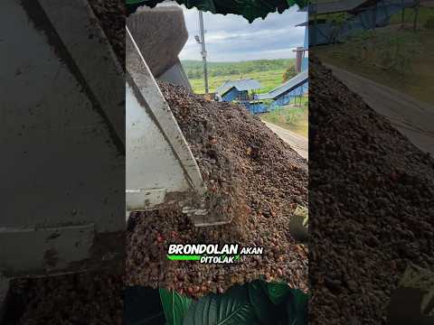 Sawit di Tolak Pabrik #sawit #buah #pabrik