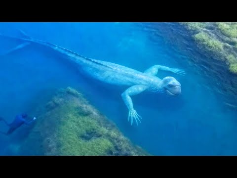 This Is Why You Should Never Swim In This Australian River