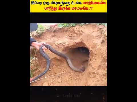 🥳வேட்டைக்காரர்களுக்கு அடித்த ஜாக்பாட்.! | Mr Tamil Mic | #shorts