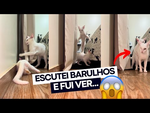 DESCOBRI O QUE MEUS GATOS ESTAVAM FAZENDO DE ESTRANHO ESCONDIDOS NO QUARTO 😱 surpreendente! 😳