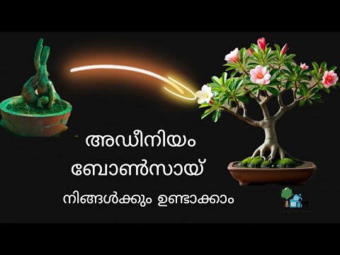 അഡീനിയം ബോൺസായ് ഉണ്ടാക്കി നിങ്ങൾക്കും വരുമാനം നേടാം | Adenium Bonsai Making Malayalam