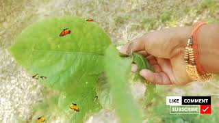 बच्चों की सर्दी से हैं परेशान तो,एक बार इसका जरूर इस्तेमाल करें । 10 मिनट में सर्दी खांसी में छू मंर