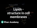 Lipid Structure and Function Concepts